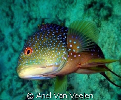 Grouper take n with SP350 in Ras Mohamed. by Anel Van Veelen 